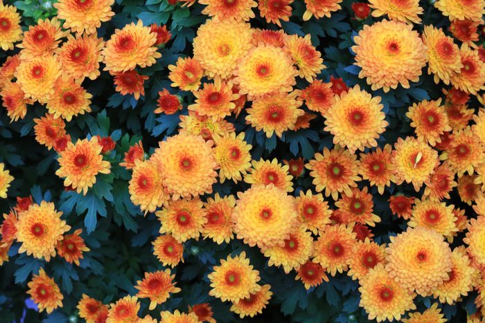 close up of many yellow orange Mum Flowers in bloom