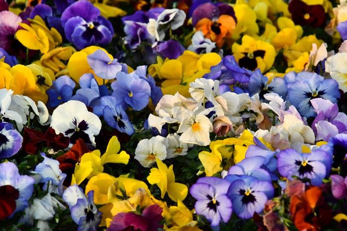 close up full frame view of pansy flowers in different colors