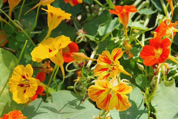 Close up of Capucine Dwarf Jewel Nasturtium flowers growing outside surrounded by greenery