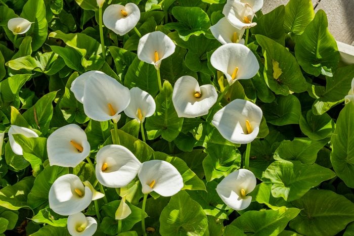 white calla Lillies growing, view from above