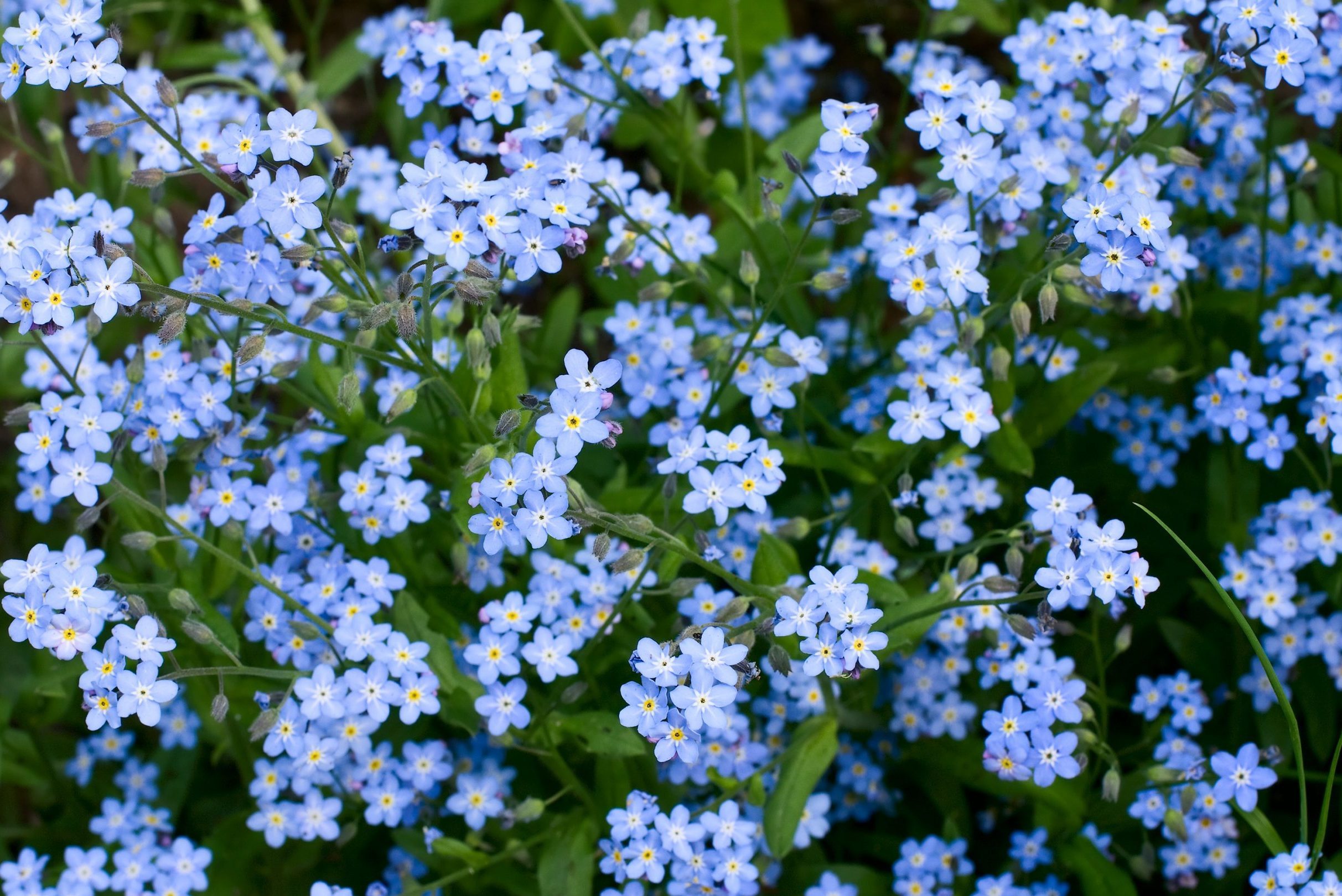 The Symbol of Loyalty Behind the Forget Me Not Flower