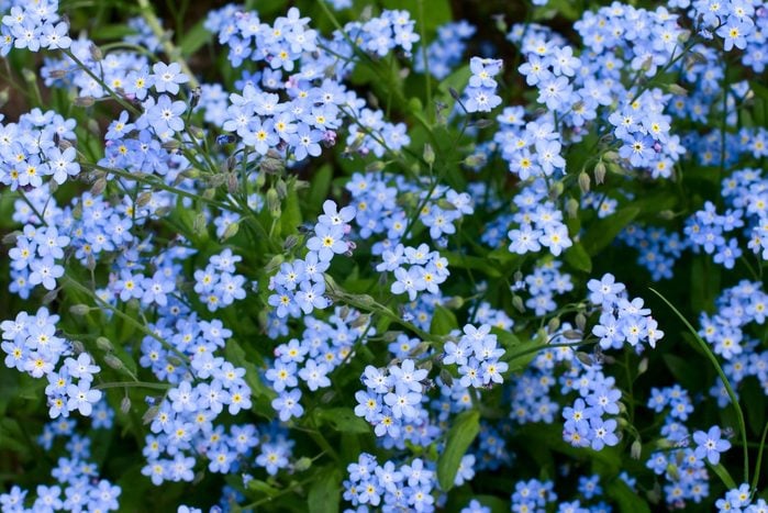 full frame of purple blue Forget-me-not flowers