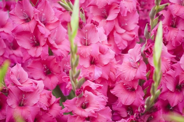 close up of pink Gladiolus flowers, full frame view