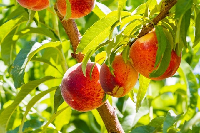 georgia Peaches