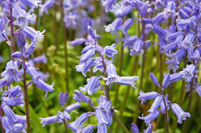 close up of purple bluebell flowers growing outside with greenery