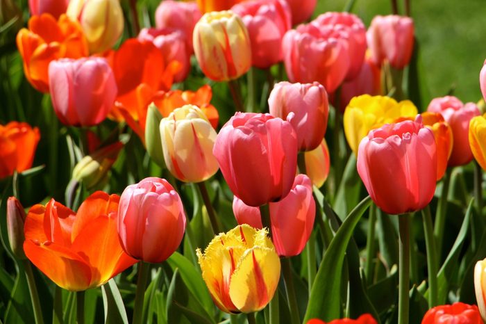 close up of a Tulip Flower Garden in a variety of colors
