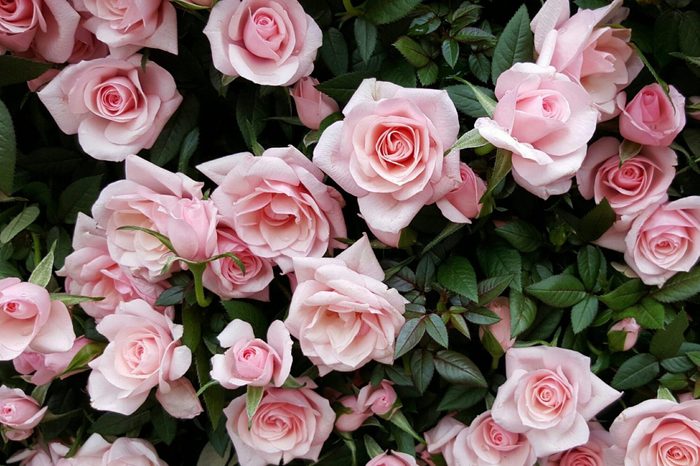 Full Frame Shot Of Pink Roses