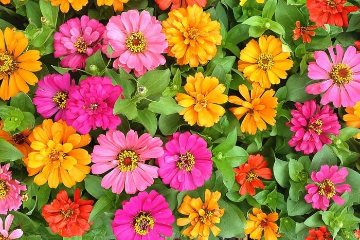 Full Frame Shot Of Colorful Zinnia Flowers Blooming In Park
