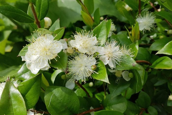 close up of white myrtle flower growing with leaves