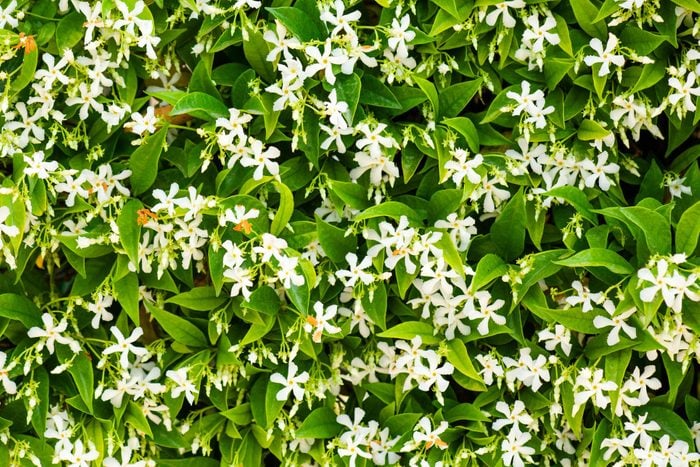 full frame of White Jasmine Flowers with greenery