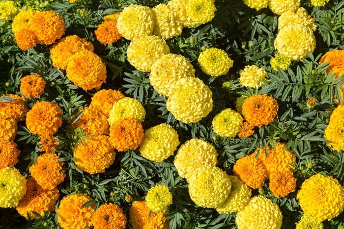 orange and yellow marigolds from above