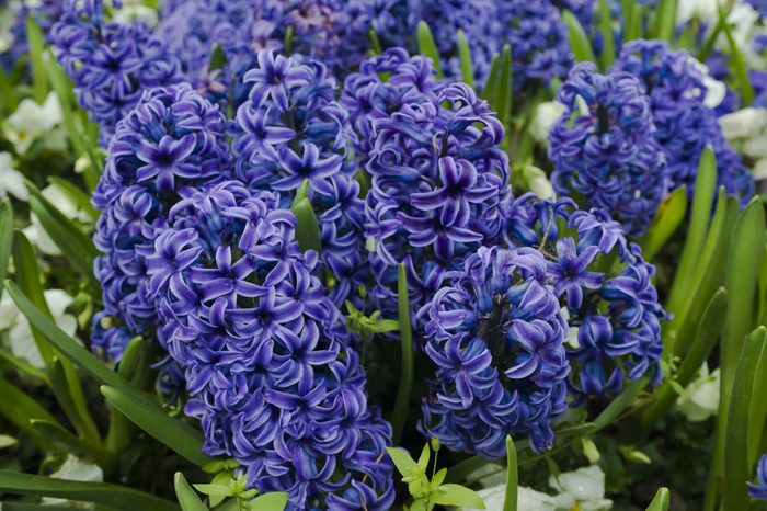 Flowering blue Hyacinth close up