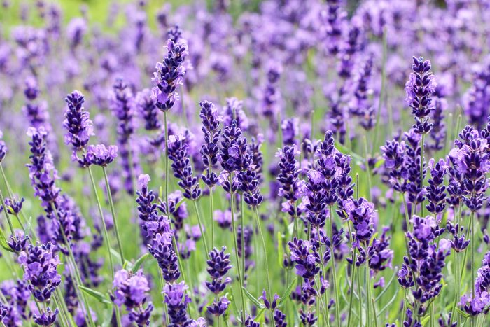 purple blooming lavender flower bushes