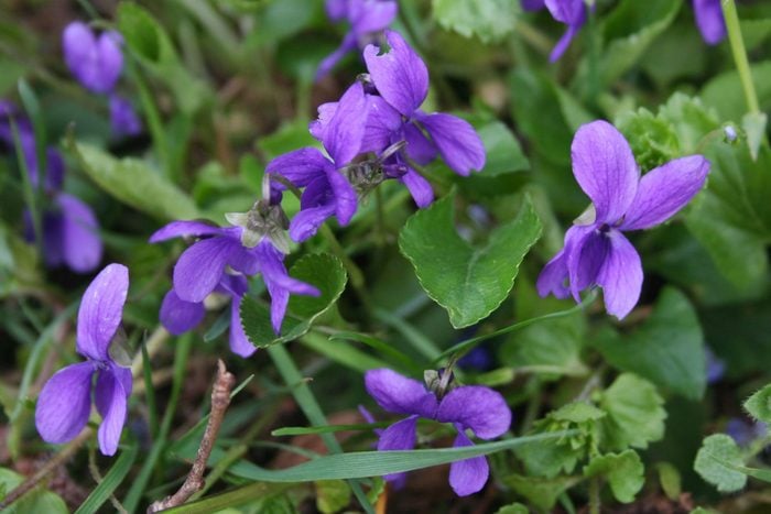 close up of purple Common violets growing outside with greenery