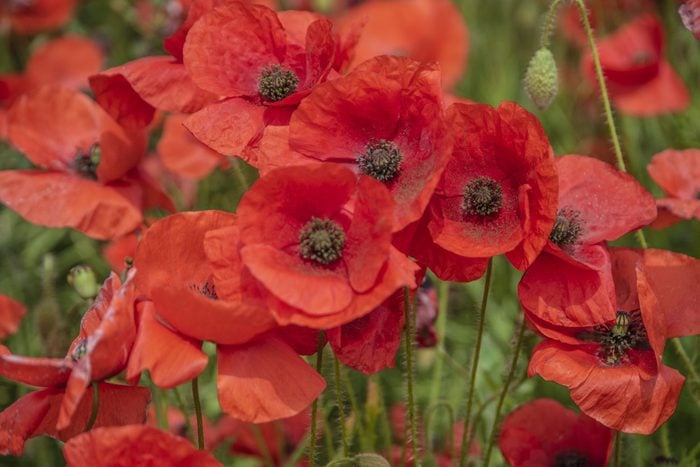 close up view of red poppies growing in a field