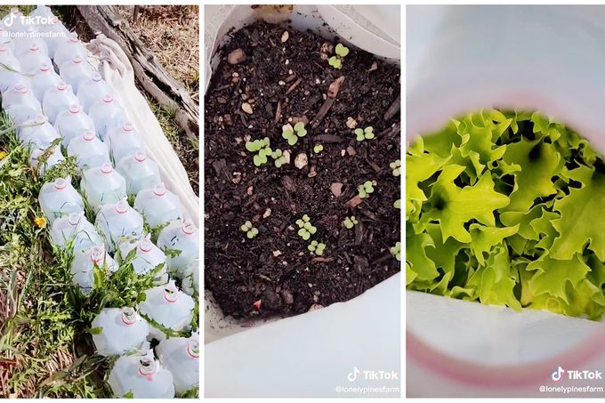 Collage Of Tiktok Showing How To Start Plants in Milk Jugs