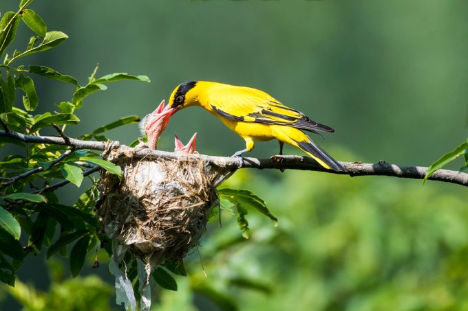 mother Oriole feeding the baby Oriole on the tree