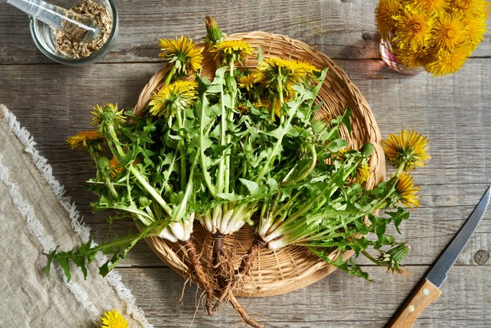 Whole dandelion plant with roots ready to eat in a basket on a kitchen counter