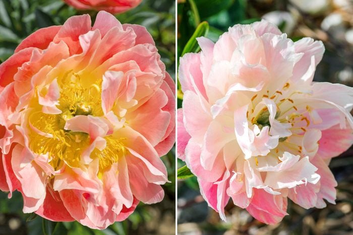 color changing peonies side by side