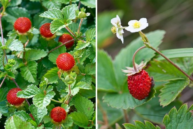 Mock Strawberry Vs Wild Strawberry plants