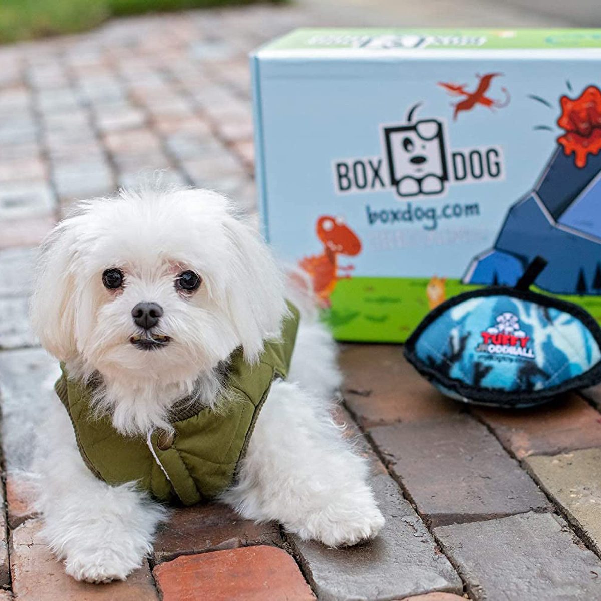 Boxdog Pet Subscription Box