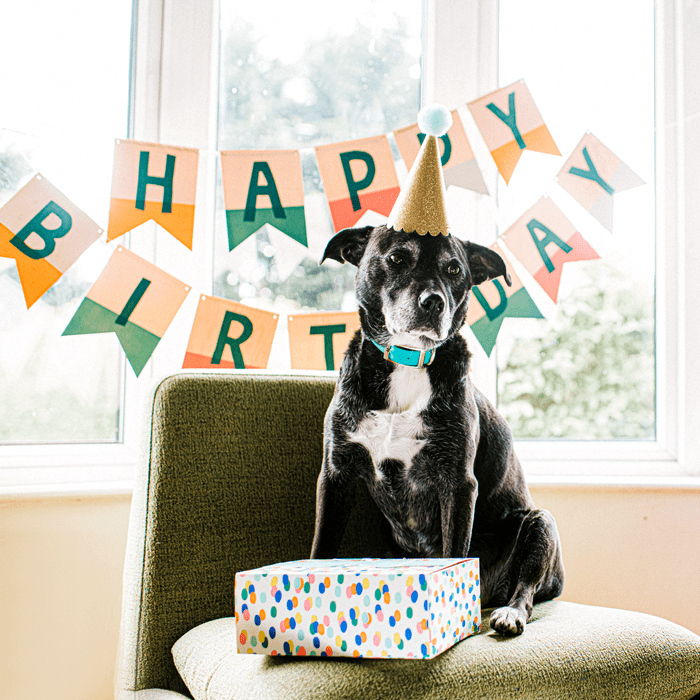 Dog Birthday Party Gettyimages 1222861810