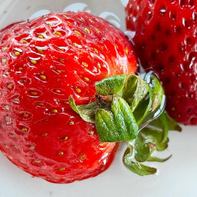 bug on a strawberry in a bowl of salt water