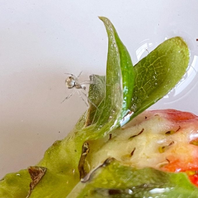close up of spider on strawberries in salt water