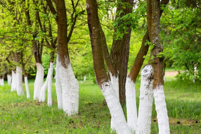 White trunks of fruit trees, spring care treatment in fruit orchard