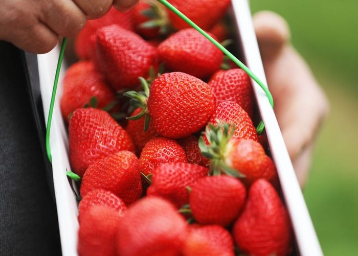 The strawberry harvest in NRW begins
