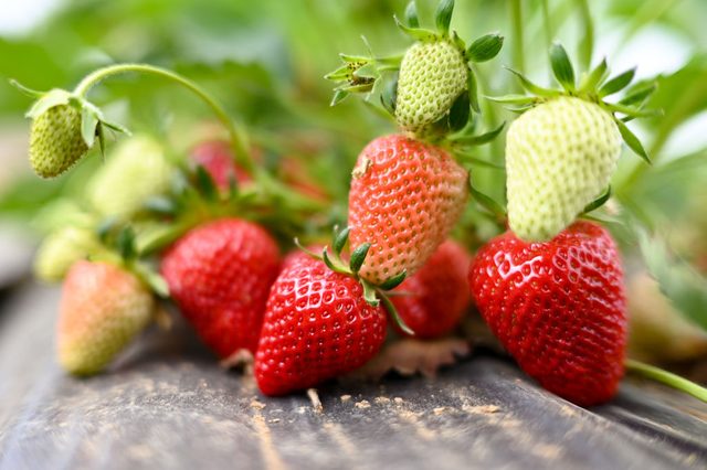 Start of the strawberry season in Wallau