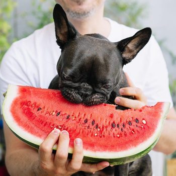 Midsection Of Man With French Bulldog Eating watermelon on a hot summer day