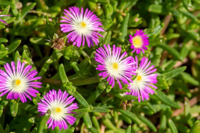 purple and white flowers on a Delosperma also known as an Ice plant