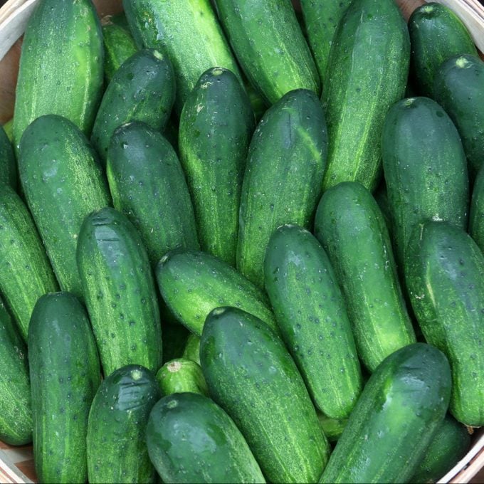 Pickling Cucumbers At Wilson Farm