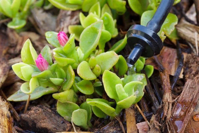 Water drip system in a garden watering a flowering iceplant