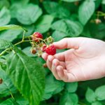 How to Pick Raspberries That Are Perfectly Ripe