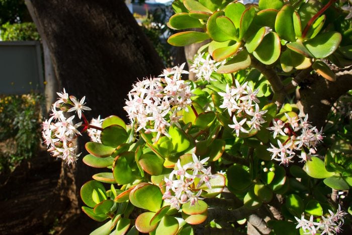flowering Crassula succulent plant in a garden also known as a jade plkant