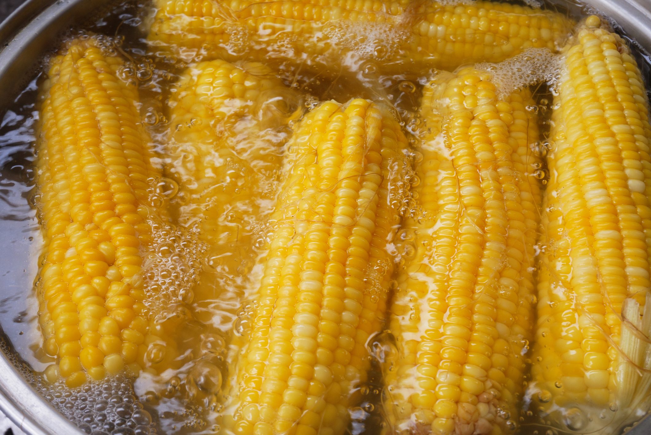 Yellow corn is boiled in a pot