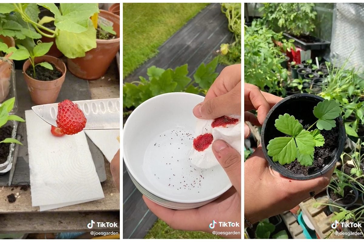 How to Grow Strawberries from a Strawberry  