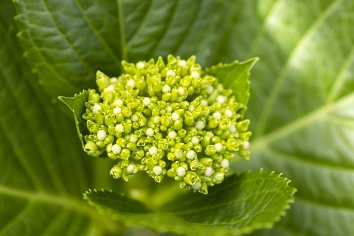 Closeup buds of Hydrangea flowers, background with copy space