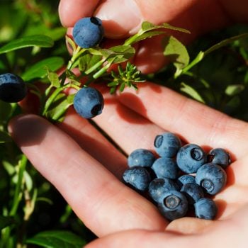 hands Picking blueberries from a bush