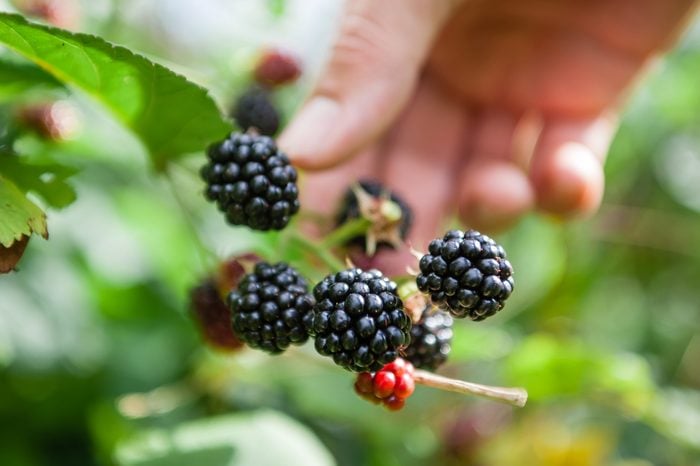 Picking blackberries