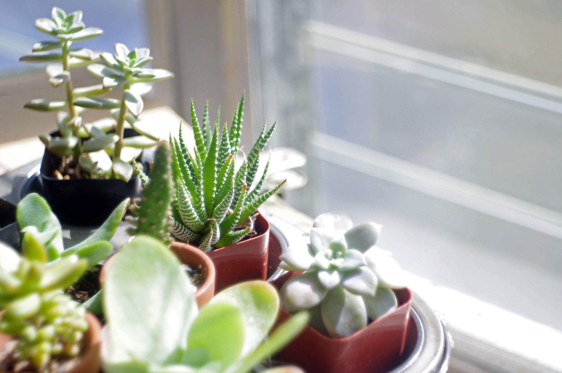  How to Take Care of Succulents, Inside or Outdoors