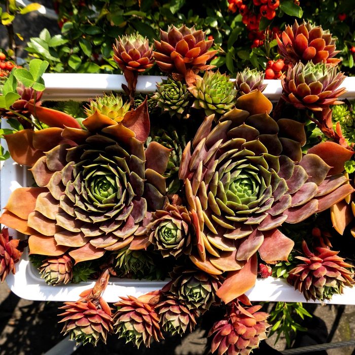 red hens and chicks succulents