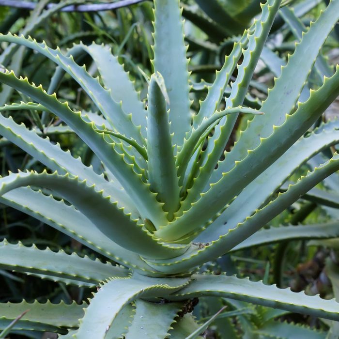 Aloe succotrina and Aloe vera are plant species popularly known as slug, natural gel and aloe