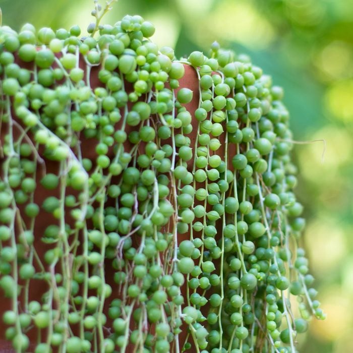 String of pearls succulent plant