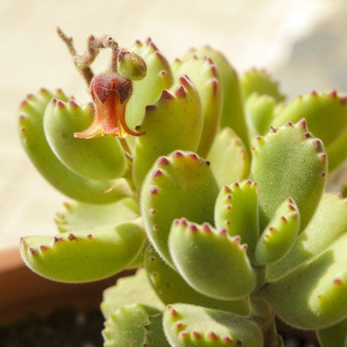 bear paw succulent with flower blooming