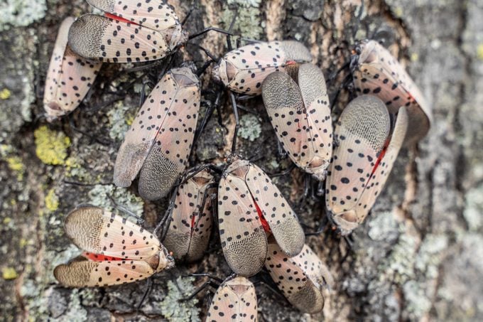 Swarm of Spotted Lanternflies