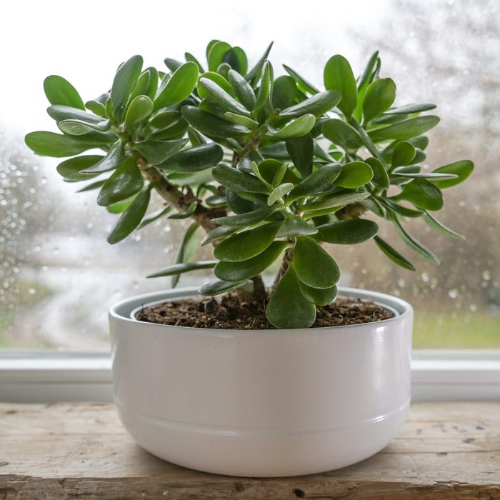 Crassula ovata, known as lucky plant, jade plant, or money tree in a white pot in front of a window on a rainy day, selected focus, narrow depth of field