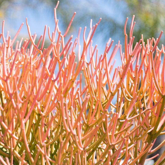 Euphorbia tirucalli with succulent branches natural background